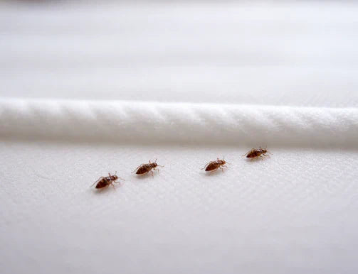 bed bugs